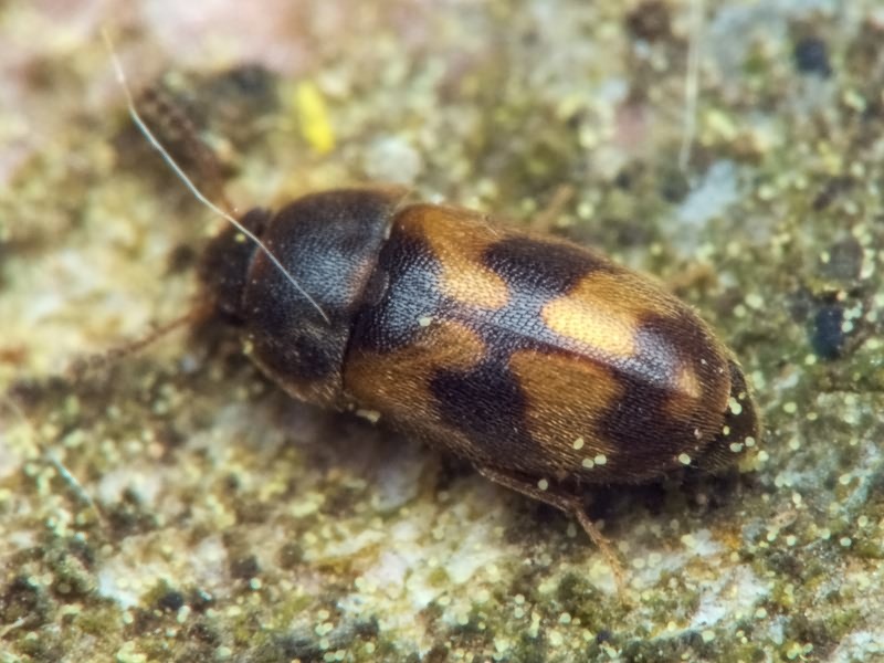 Litargus connexus Geoffroy, 1785